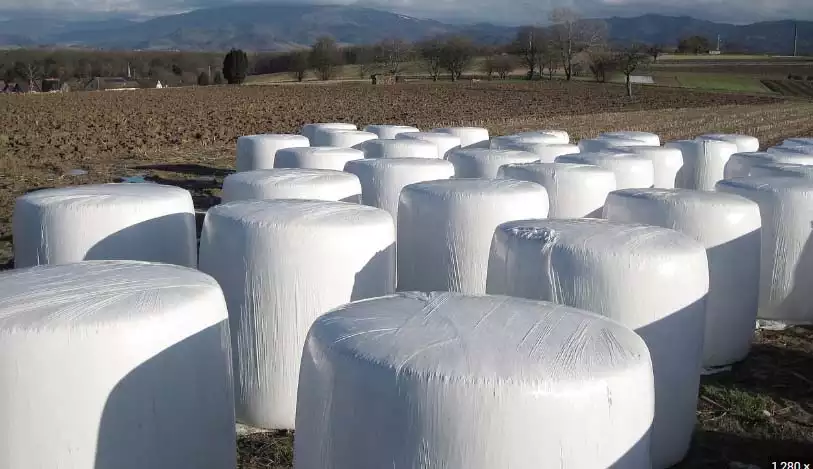 Silage bales