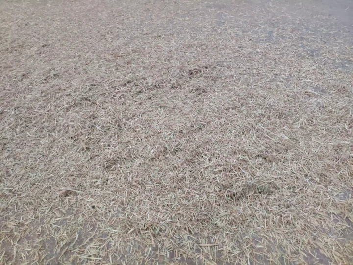 Silage cutting