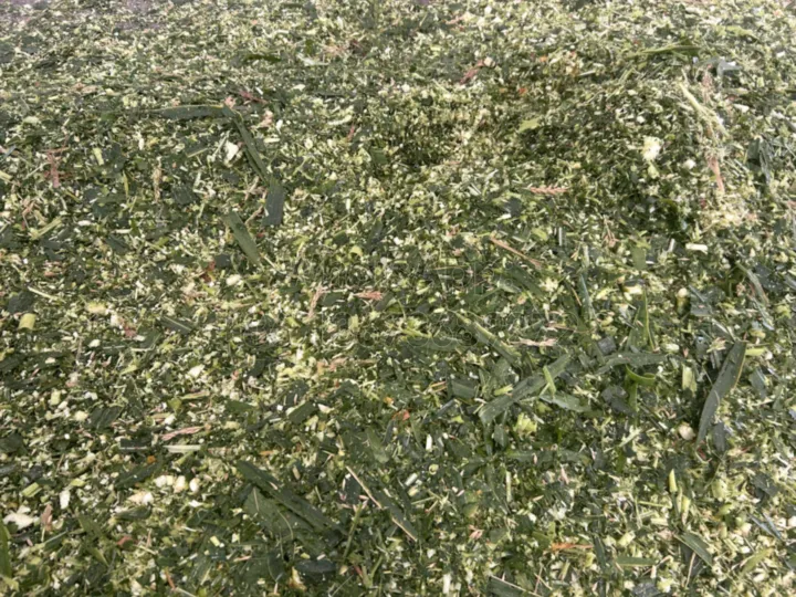 chopped silage feed