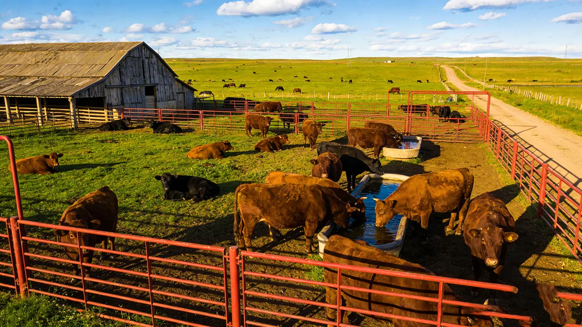 Medium-to-large livestock farm